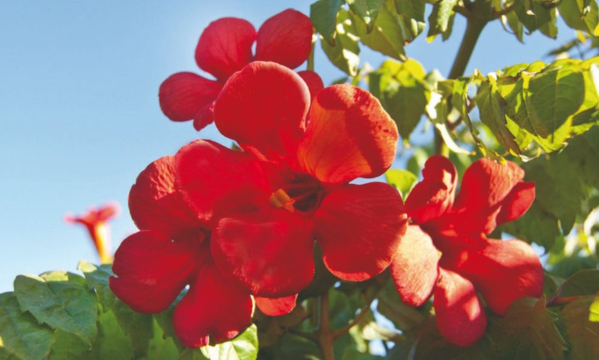 Image 6: Potted Climbing Campsis Plants (2 Litre Pots)

