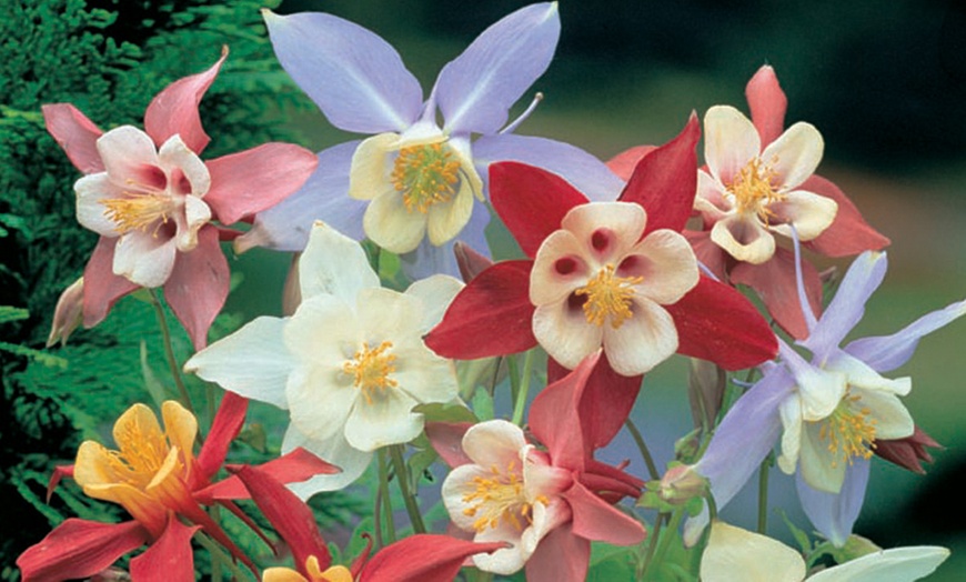 Image 2: 15 or 30 Aquilegia 'Mrs Scott Elliott' Perennials Plug Plants