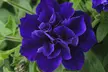 Scented Petunia Frills and Spills, 5, 10 or 20 Plants - Image 3