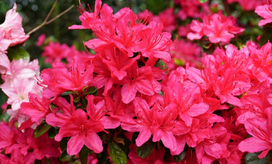 Image 5: One or Three Mixed Azalea Plant Collections in 9cm Pots