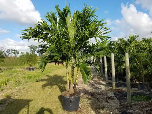 Windmill or Christmas Palm Tree at Island Wide Palm Trees (Up to 50% Off). Six Options Available. - Second Medium