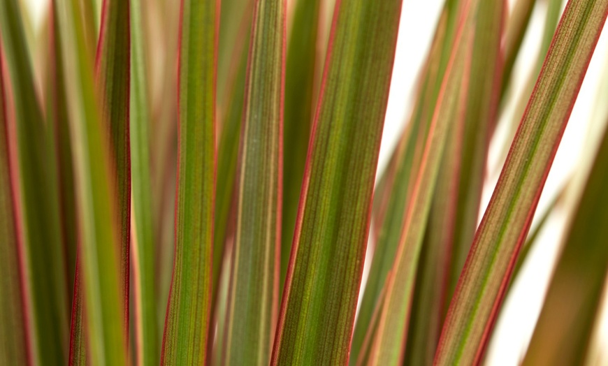 Image 4: Dracaena bicolor 80 & 125cm