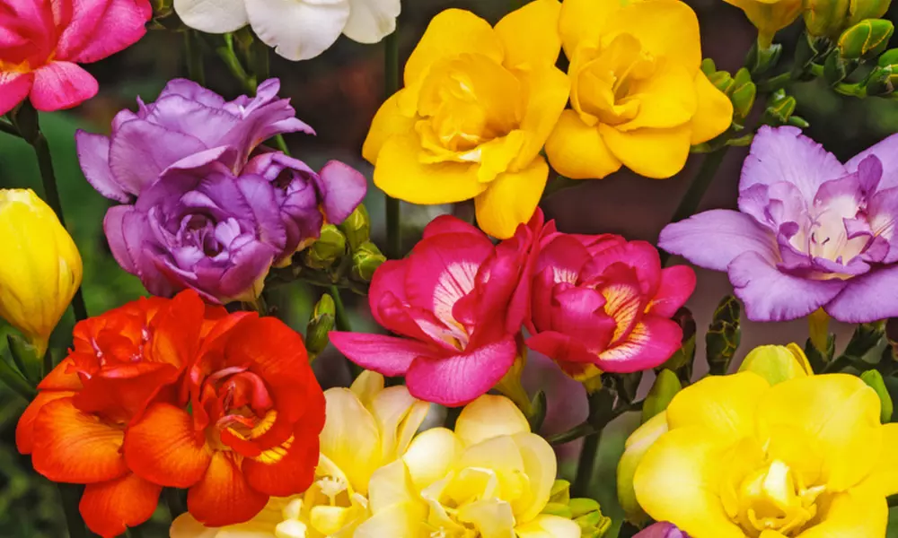 Mélange de 100 bulbes de fleurs Freesia