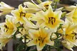 9, 18 or 27 Giant Tree Lily Bulbs - 3 Varieties - Second Medium
