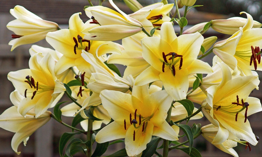 Image 2: 9, 18 or 27 Giant Tree Lily Bulbs - 3 Varieties