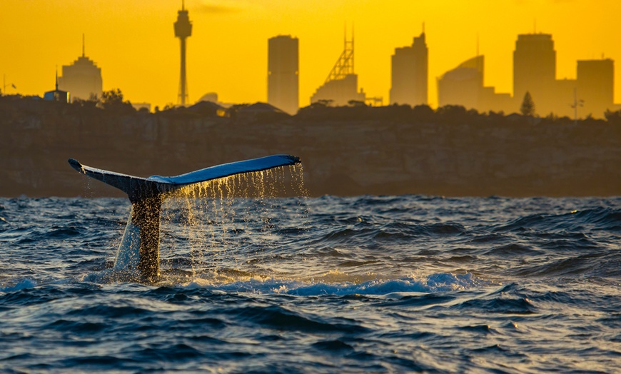 Image 3: Set Sail on a Three-Hour Scenic Whale Watching Adventure Cruise