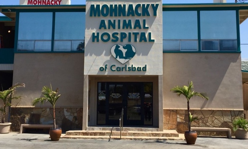 Image 2: 55% Off Comprehensive Pet Exam at Mohnacky Animal Hospital