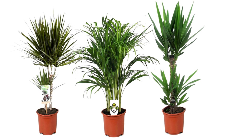 Image 4: Set of Three XL Indoor Palms