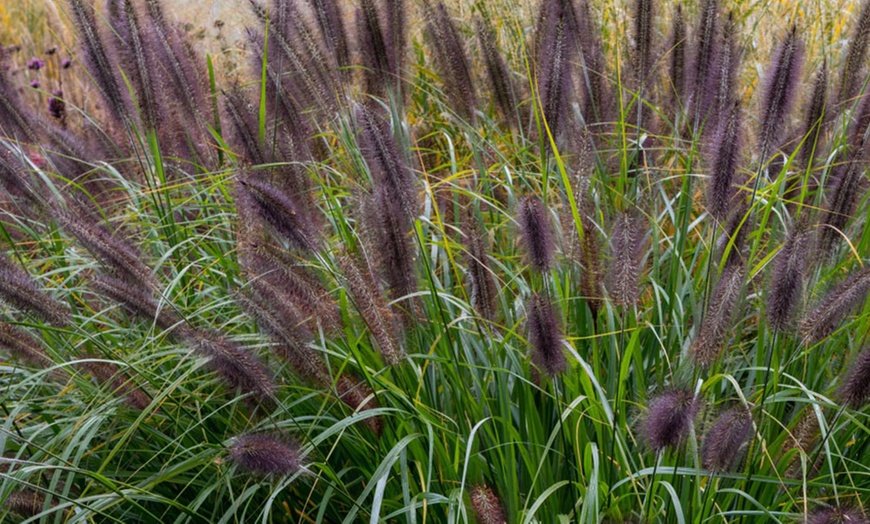 Image 3: Pennisetum Black Beauty 12cm Pot