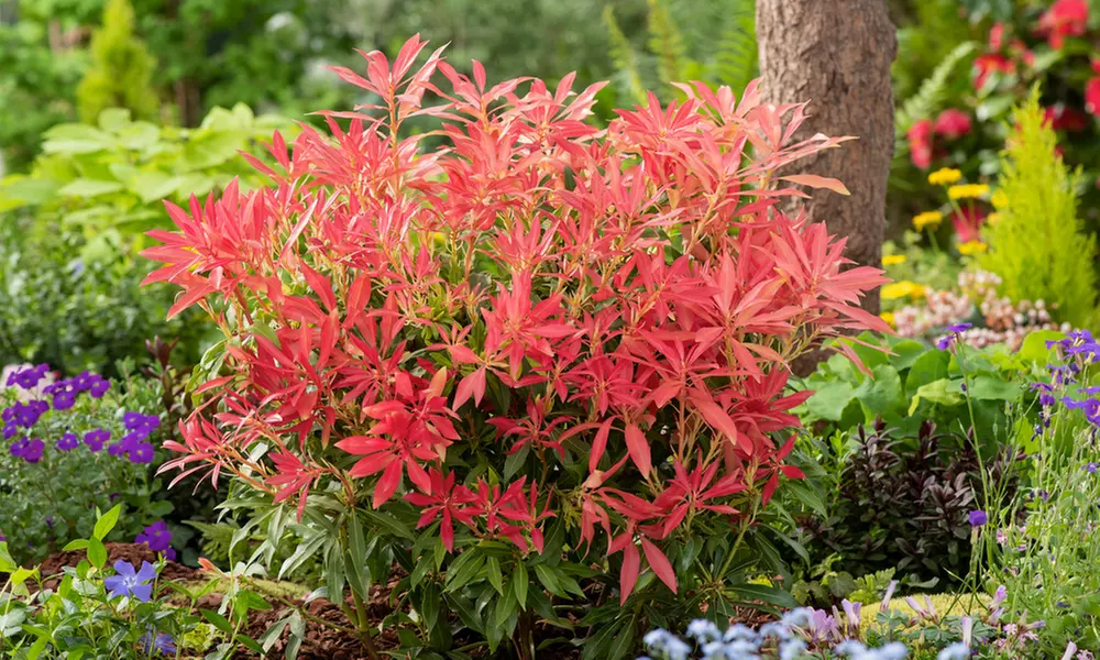 2 ou 4 plants de Pieris "Forest Flame" 25-40 cm Rootz - Primary Image