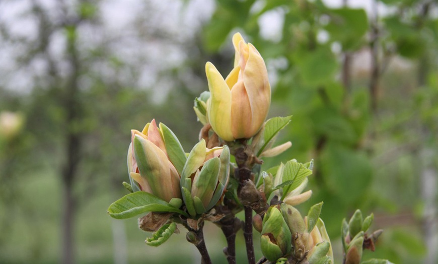 Image 6: Up to Three Magnolia Standard Sunspire Plants