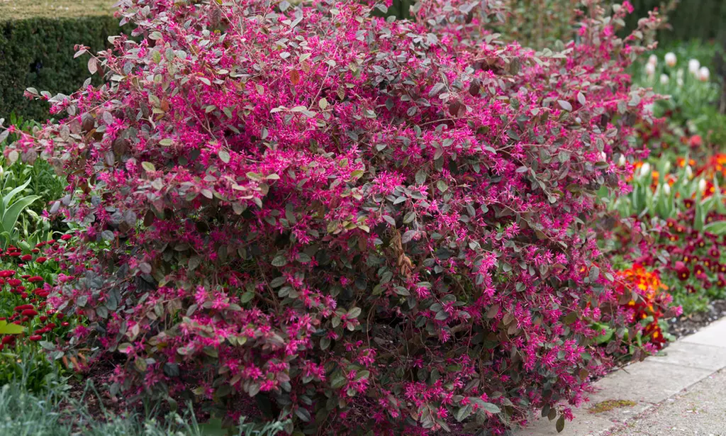 1x oder 2x Loropetalum Fire Dance Pflanze, inkl. Versand - Primary Image