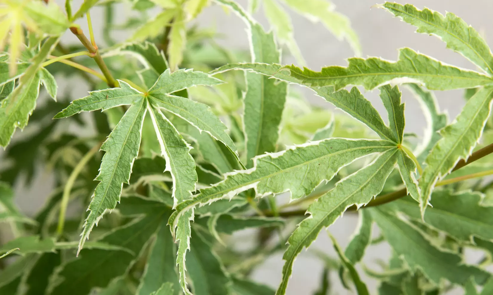 4er-Set Japanische Ahorne