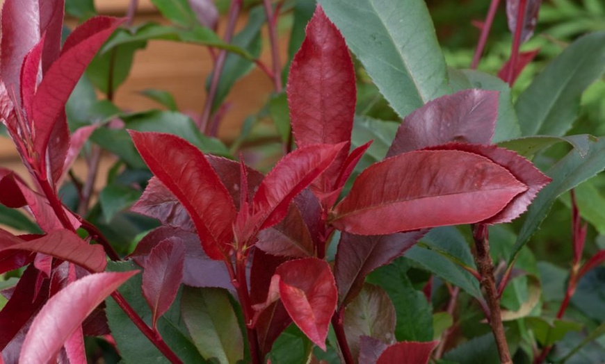 Image 6: Three or Six Evergreen Shrub Trio Potted Plants