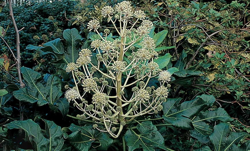 Image 3: Fatsia Japonica 3.5L Pot