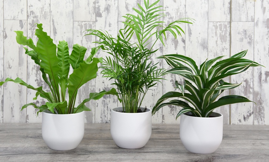 Three Mixed House Plants | Groupon