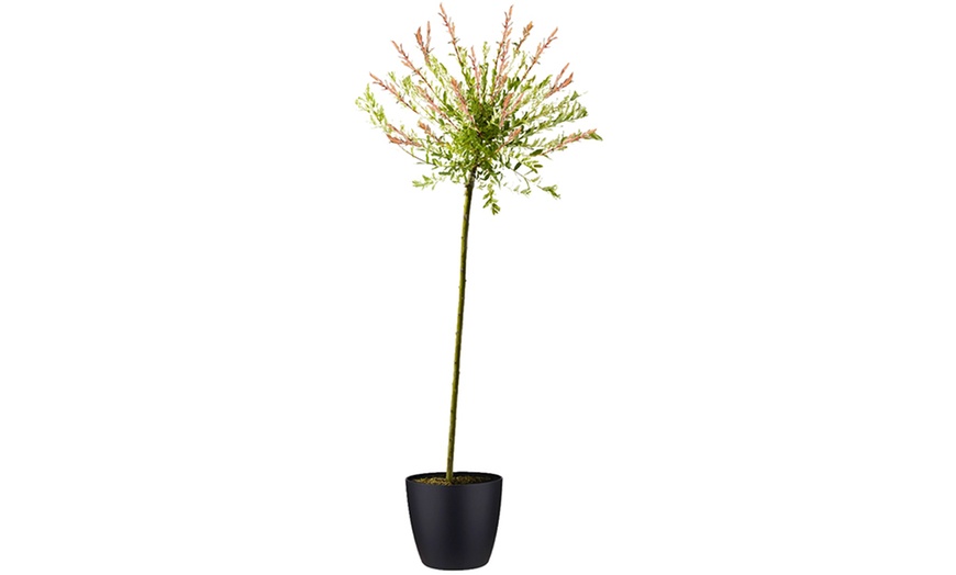 Image 9: 1, 2 o 4 piante di Salix Flamingo Hakuro Nishiki XXL