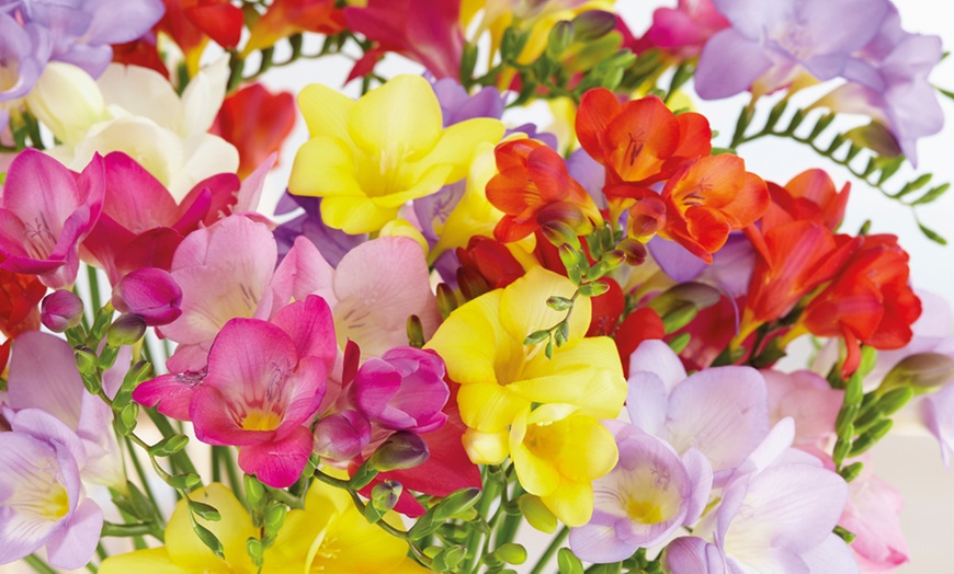 Image 2: Fragrant Freesia Collection - 50 or 100 Bulbs