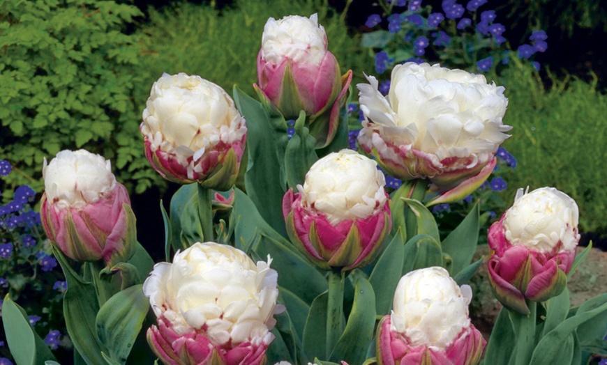 Image 4: 10 or 15 Tulip "Ice Cream" Bulbs