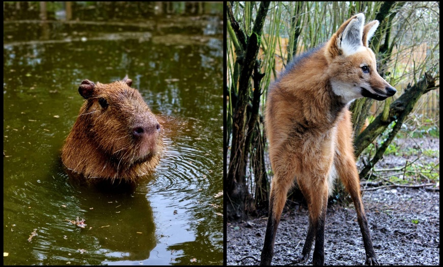 Image 10: Entry to Hemsley Conservation Centre + Capybara or Sloth Adoption Pack