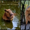 Image 10: Entry to Hemsley Conservation Centre + Capybara or Sloth Adoption Pack