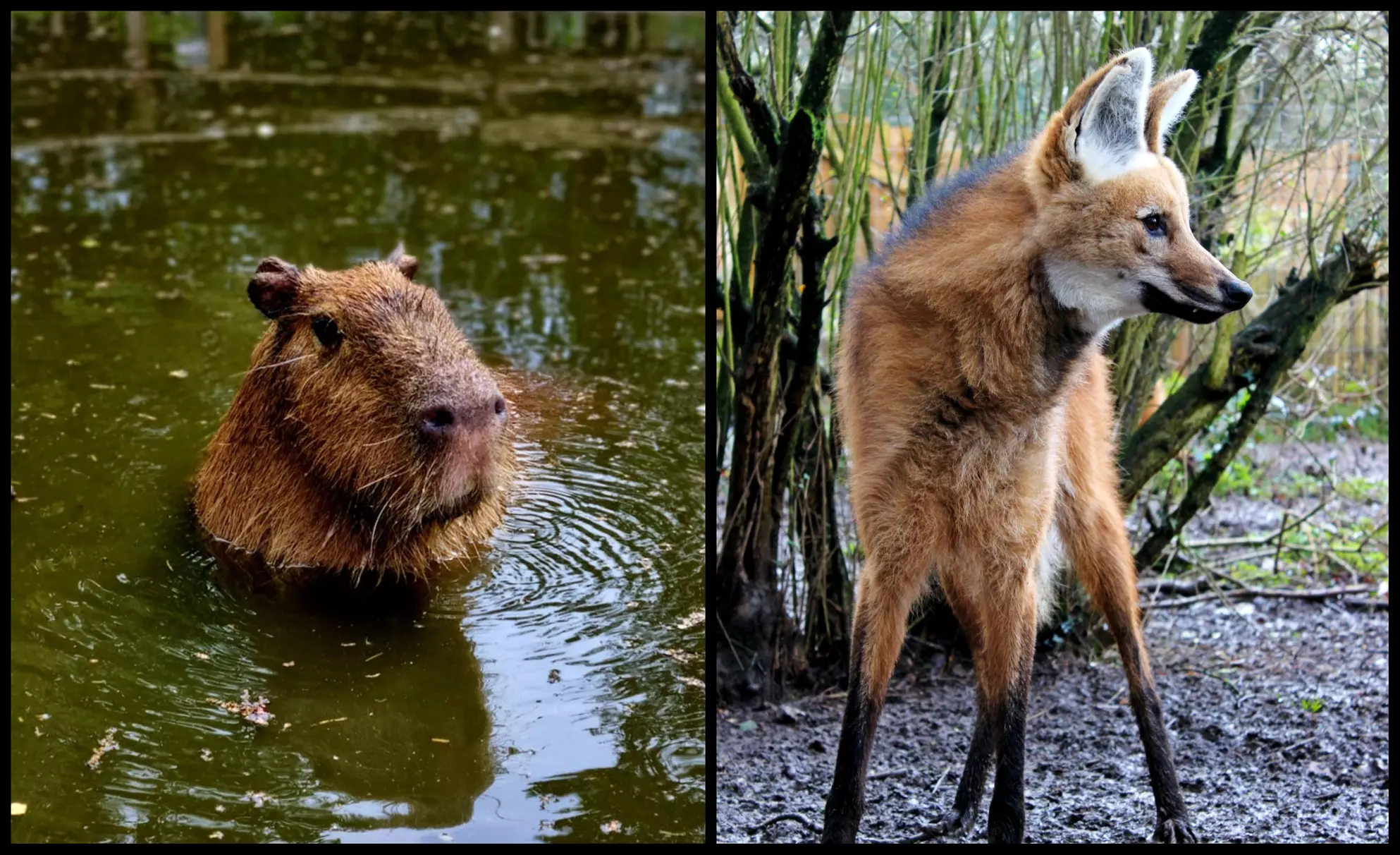 Entry to Hemsley Conservation Centre + Capybara or Sloth Adoption Pack