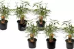 6x nicht invasiver Schirmbambus (Fargesia Rufa) - Second Medium