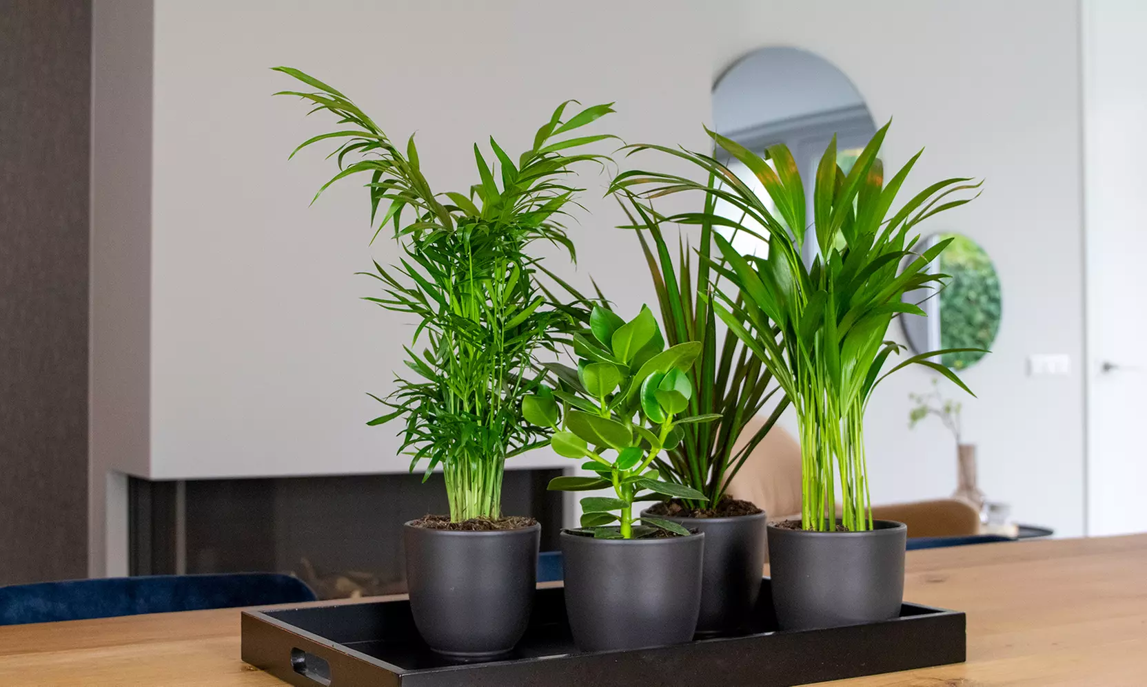 Lot de 4 de plantes d'intérieur résistantes ou adaptées aux animaux