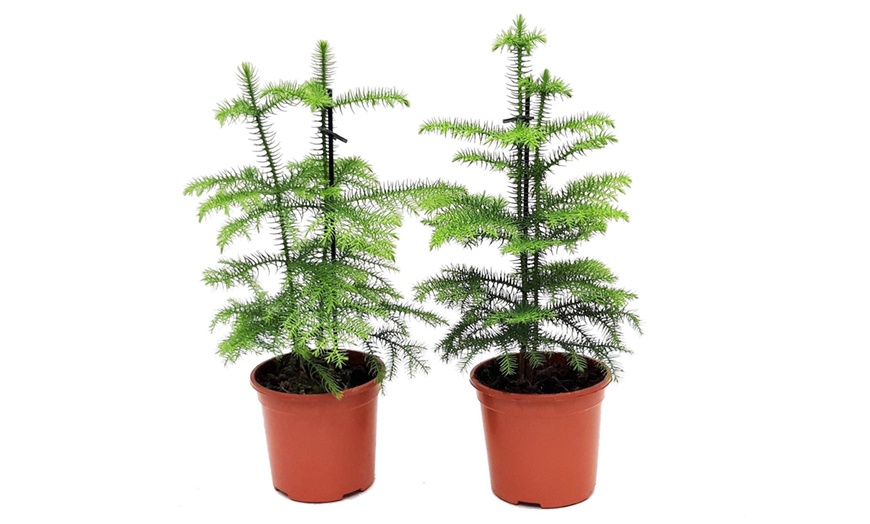 Image 4: Araucaria Christmas Tree Plants