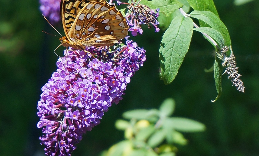 Image 4: Set da 3 o 6 piante di Buddleja