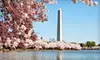 $25 for a Bus Trip from Sterling or Vienna to the DC Cherry Blossoms, Plus a Picnic Lunch, from Reston Limousine ($50 Value)