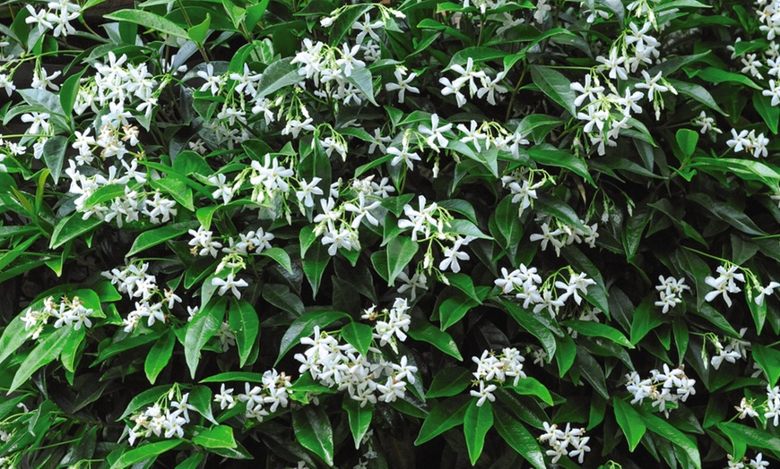 Image 3: One or Two Climbing Scented Star Jasmine Plants