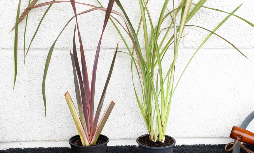 Image 2: Phormium Funky Foliage collection