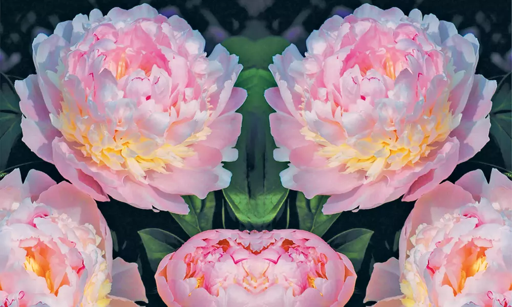 Mixed Fragrant Garden Peony Plants