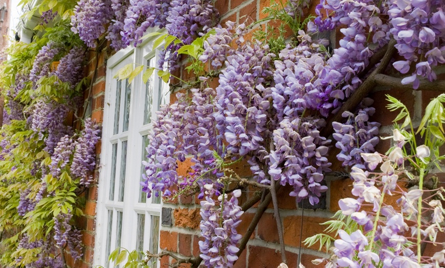 Image 1: Scented Climbing Wisteria – 1, 2 or 3 Potted Plants
