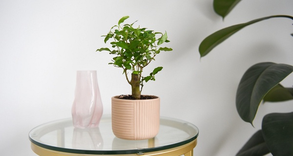 Bonsai Mix in Round Ceramic Pot - Up to 3 Plants