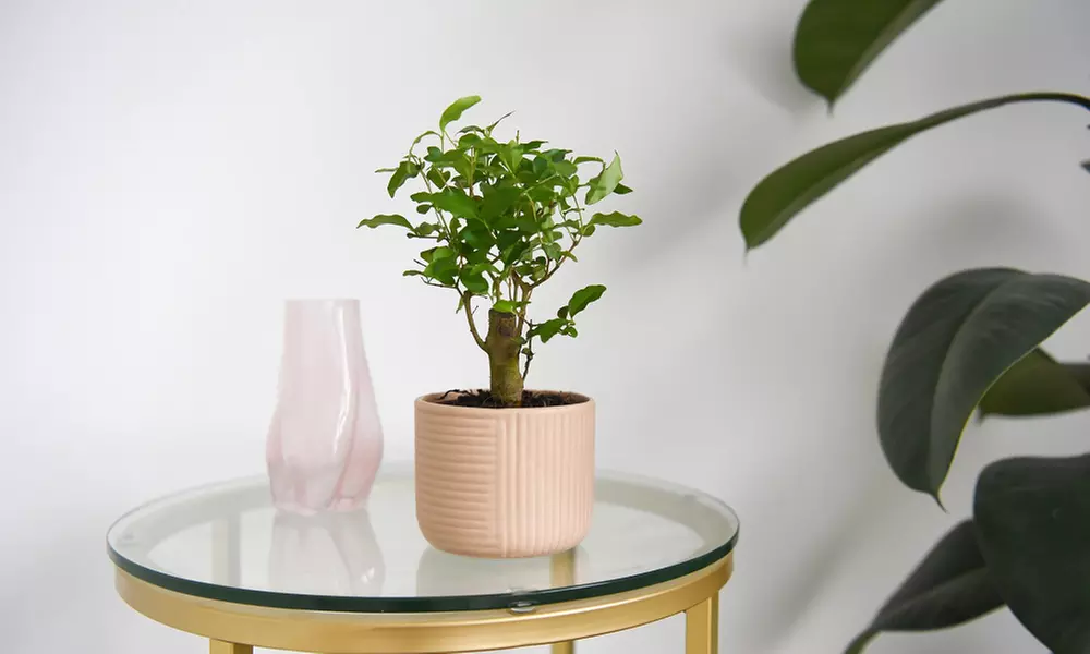 Bonsai Mix in Round Ceramic Pot - Up to 3 Plants