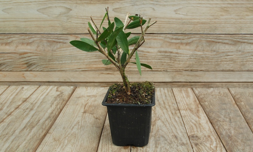 Image 2: Honeysuckle Fragrant Cloud Plants