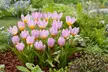 100 Bulbos de flor Tulipa 'Bakeri Lilac wonder - Second Medium