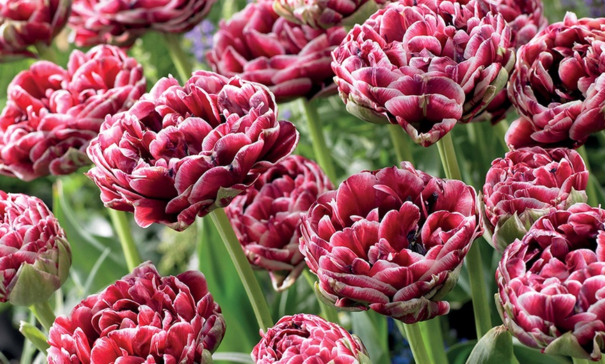 Image 1: Lot de 48 bulbes de tulipe "Dream touch"