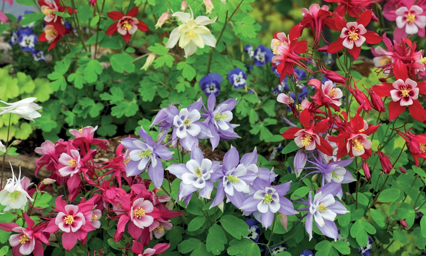 Image 4: 15 or 30 Aquilegia 'Mrs Scott Elliott' Perennials Plug Plants