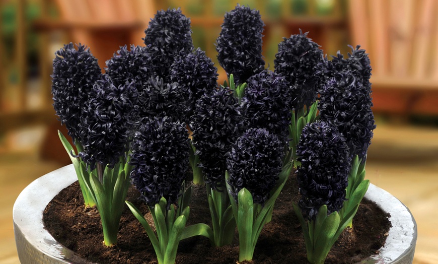 Image 3: 8 or 16 Bulbs of Black Hyacinth Midnight Mystic
