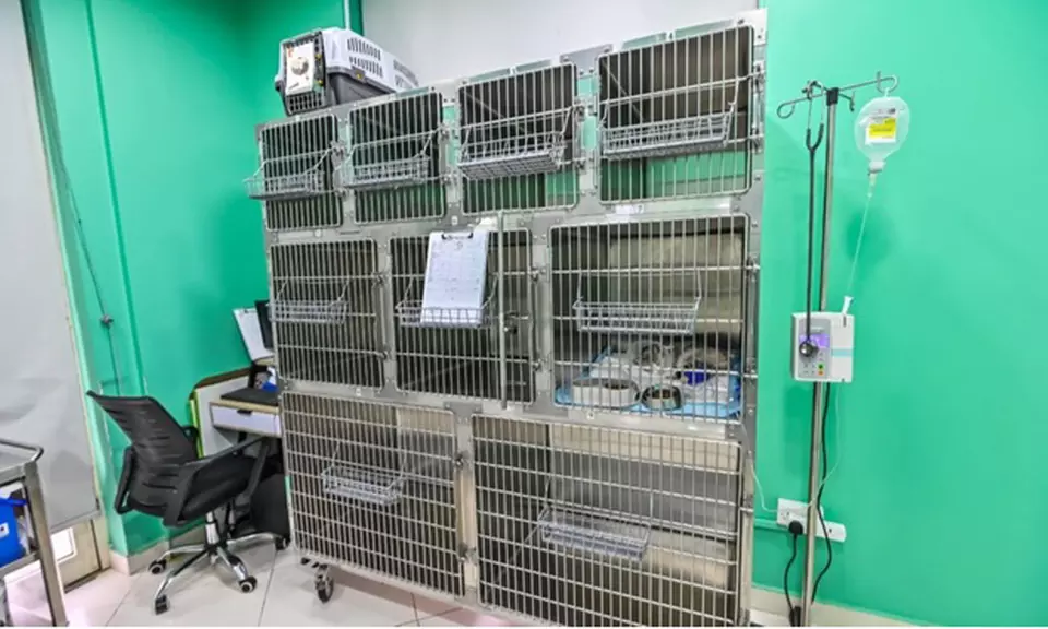 Veterinary Examination at Pet Connection Veterinary Clinic