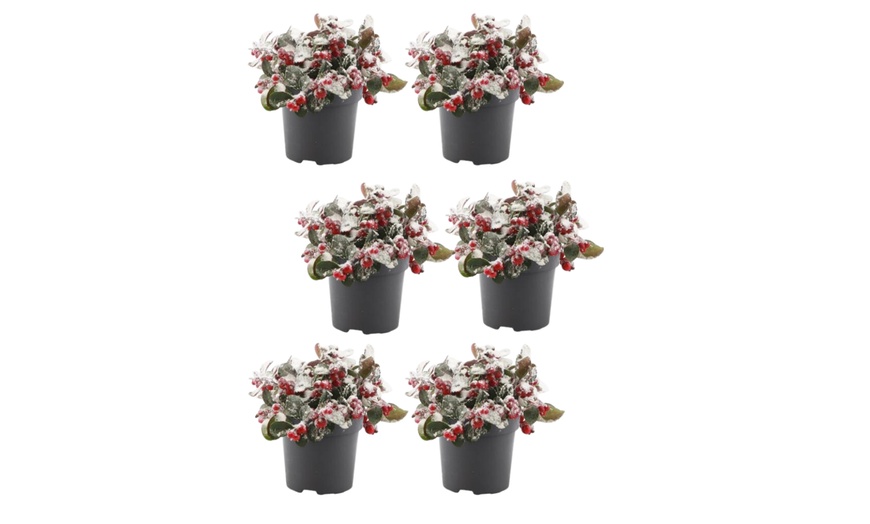 Image 2: Set van 6 Gaultheria planten 'Big Berry'