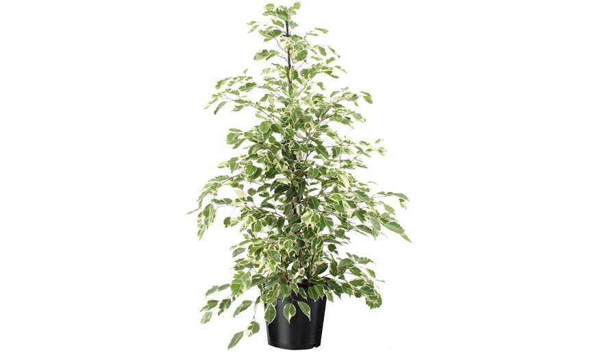 Image 10: Plant de ficus