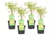 4er-Set Japanische Ahorne „Orange Dream“, „Atropurpureum“, „Butterfly“ oder „Going Green“ - Second Medium