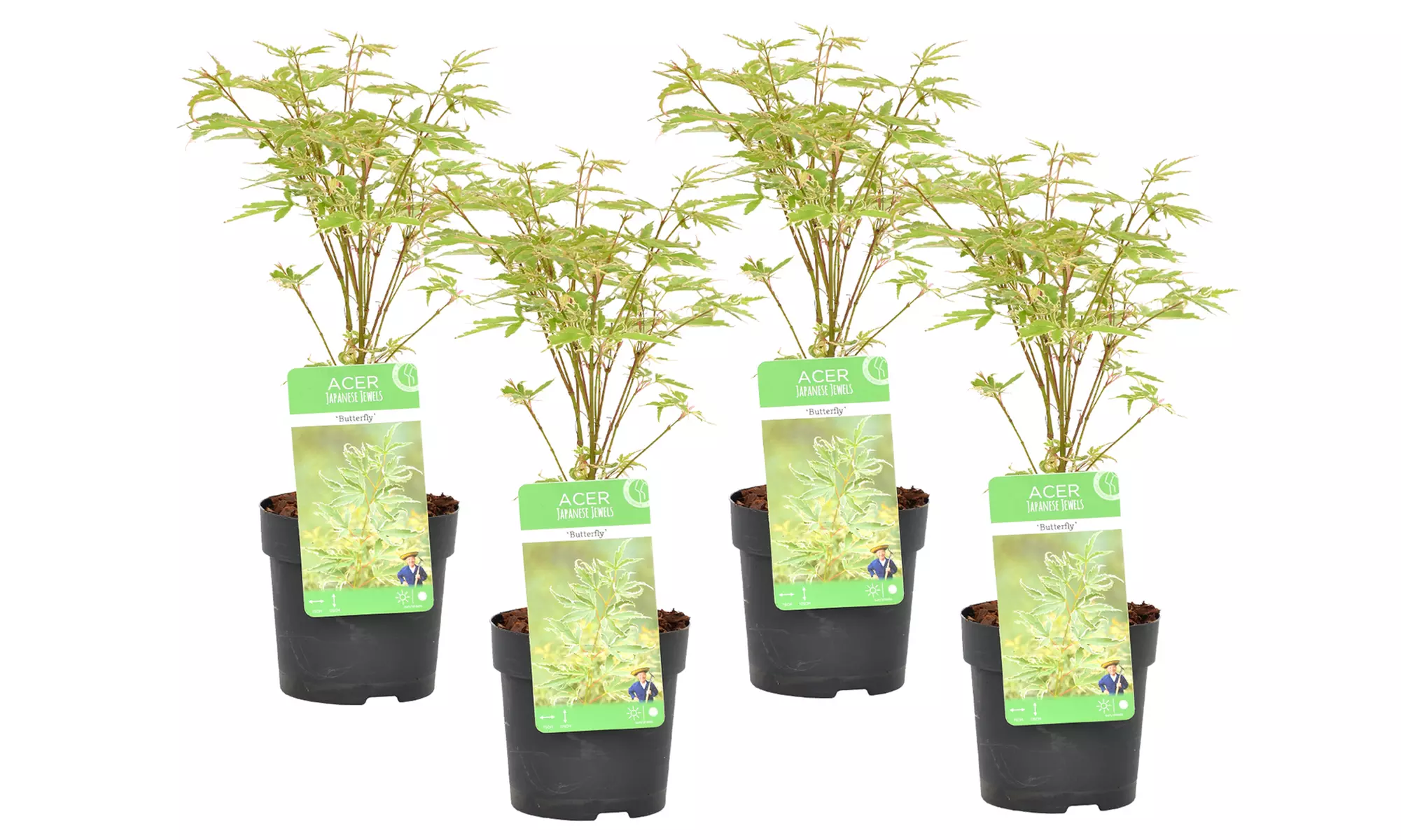 4er-Set Japanische Ahorne