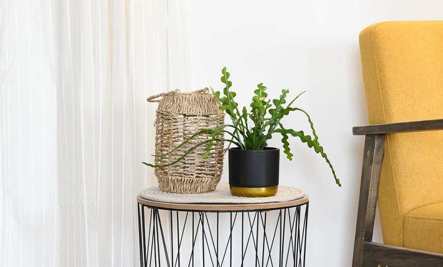 Image 3: Fishbone Cactus Houseplant – up to 3 Potted Plants