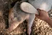 Ticket for Two Hours of Piggy Pet and Play or Guide to Pig Keeping at Kew Little Pigs ( Up to 17% Off ) - Second Medium