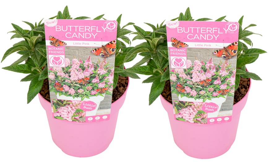 Image 5: Set van 2 kleine Buddleja vlinderstruiken 